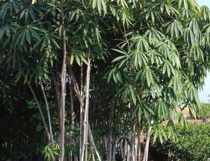 avenue trees in pune