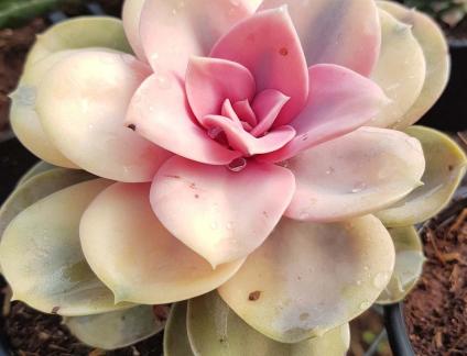 succulent plants in pune