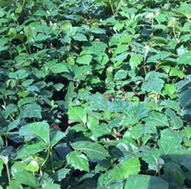 succulent plants in manjari