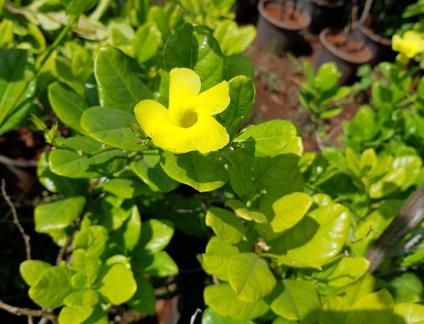 succulent plants in manjari