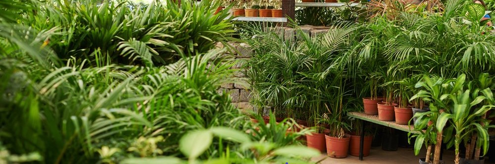 Exotic Plants