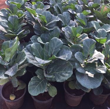 Wholesale plants in pune