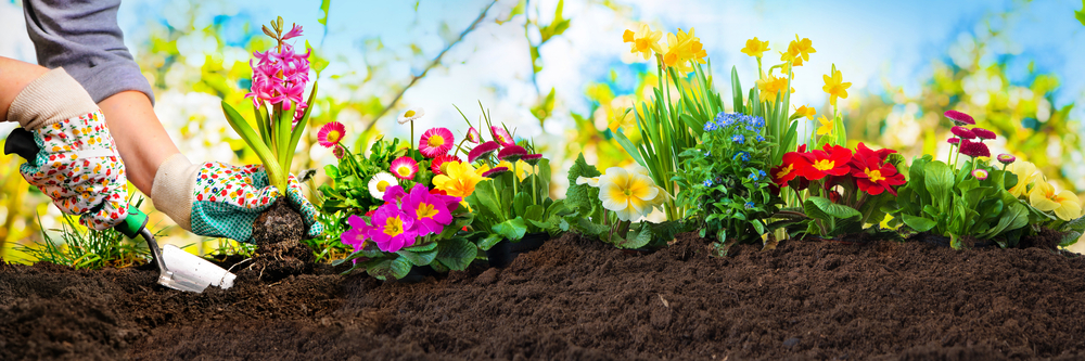 Garden Plants