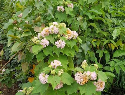 garden plants in manjari