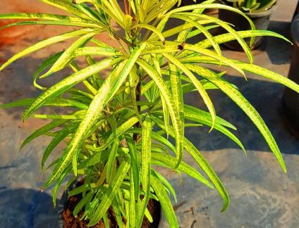 Wholesale plants in pune