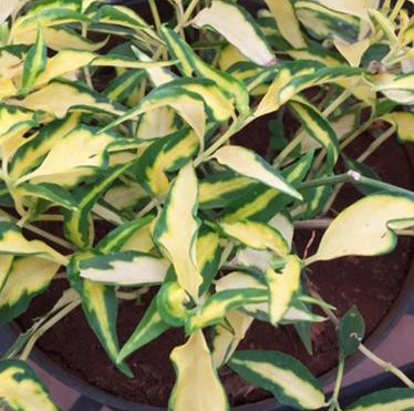 succulent plants in pune