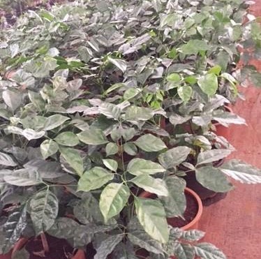 garden plants in pune