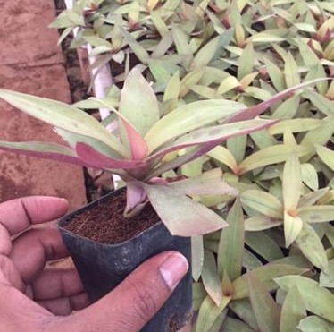 exotic plants in manjari