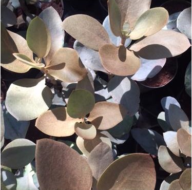 garden plants in manjari